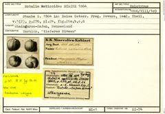 Karteikarte zum Holotyp von Rotalia naticoides Stache, 1864